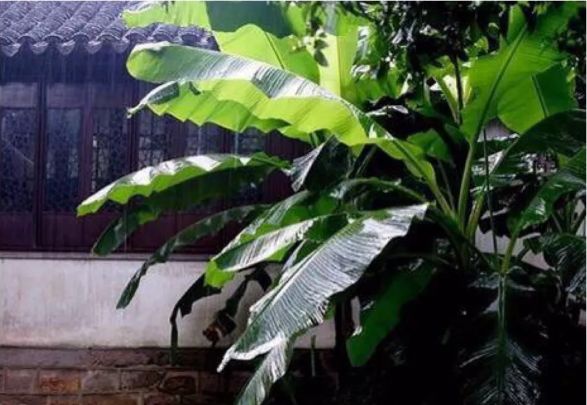 屬于古琴曲的是_古琴曲首作品以下屬于曲調的是_以下哪首作品不屬于古琴曲?