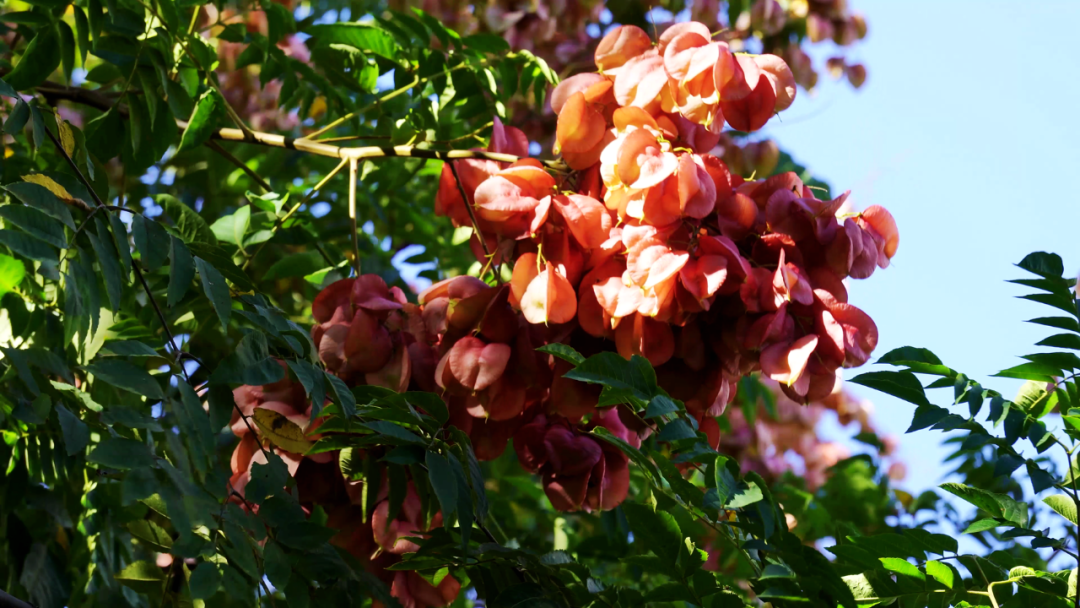 大美竹溪丨一樹鎏金，欒樹映秋！來竹溪邂逅一場秋日童話