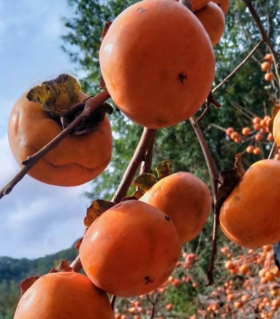 散文隨筆丨燈籠掛樹梢
