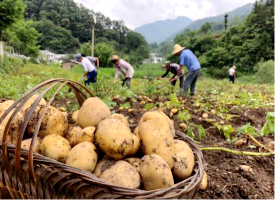 鄉村振興故事丨泉溪高山土豆“變形”記