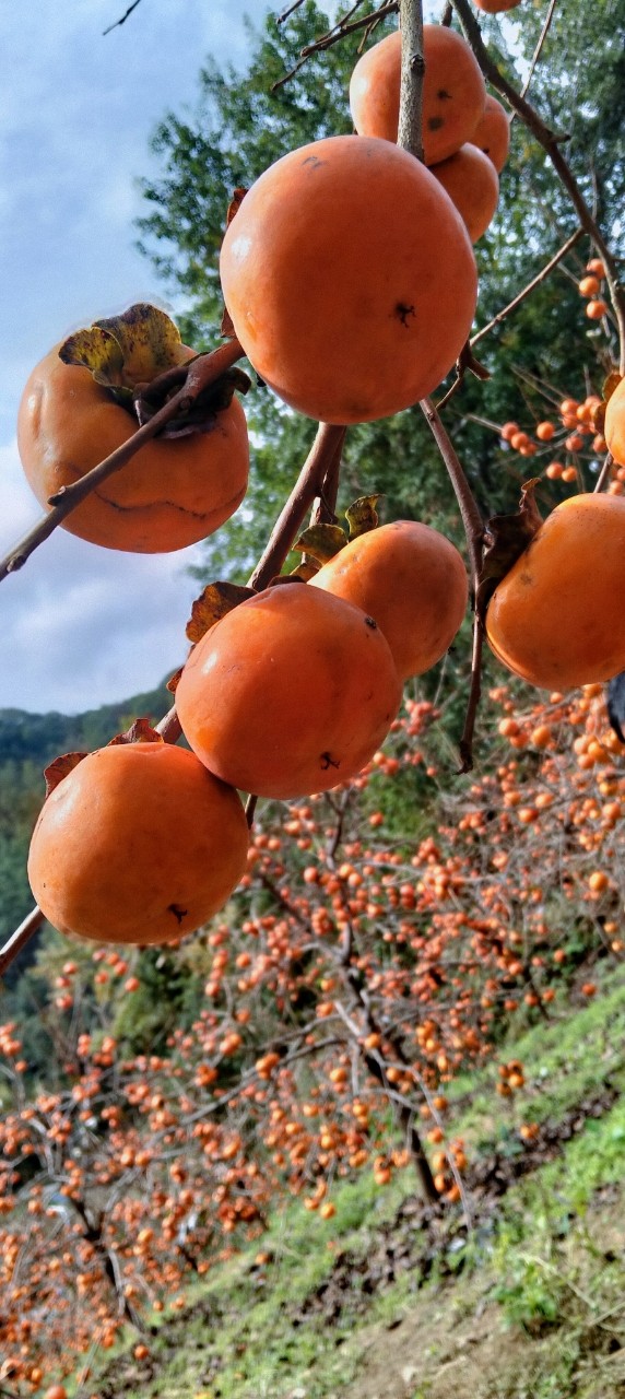 1761548059225661.jpg 微信圖片_20251027144453_1771_49.jpg