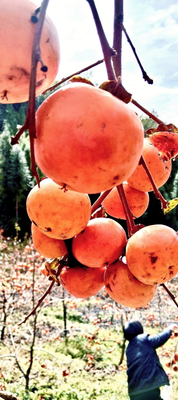 1761548121251845.jpg 微信圖片_20251027144505_1774_49.jpg